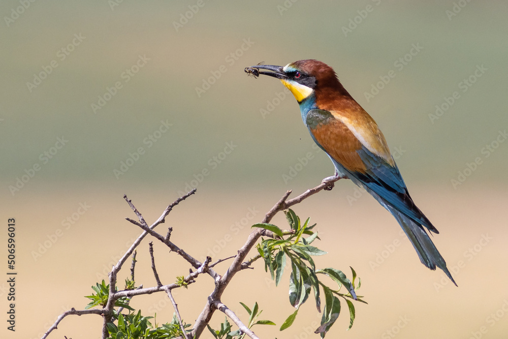 Fototapeta premium RETRATO DE ABEJARUCO MEROPS APIASTER POSADO EN UNA RAMA