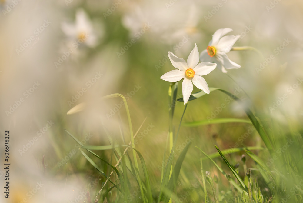 Daffodil flower in nature in the early morning Daffodil flower in nature in the early morning