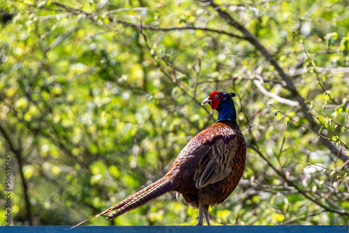 A portrait of a pheasant on a sunny spring day