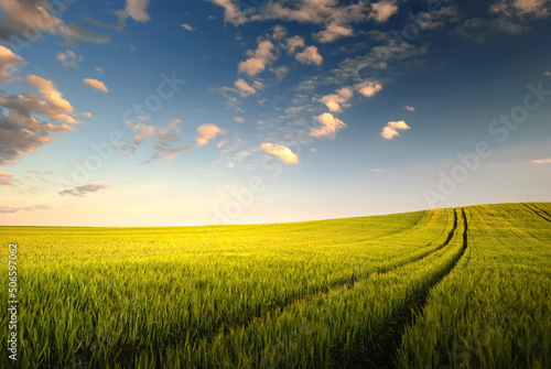 Wheat field landscape with path in the summer