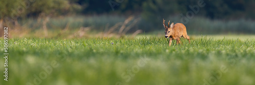 Roe deer, capreolus capreolus, buck walking through a vast floodplain meadow in summer with copy space. Animal wildlife in natural environment of blooming vegetation at sunrise.