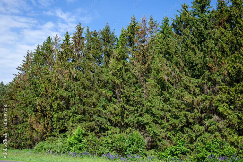 deciduous trees growing in the park in the summer