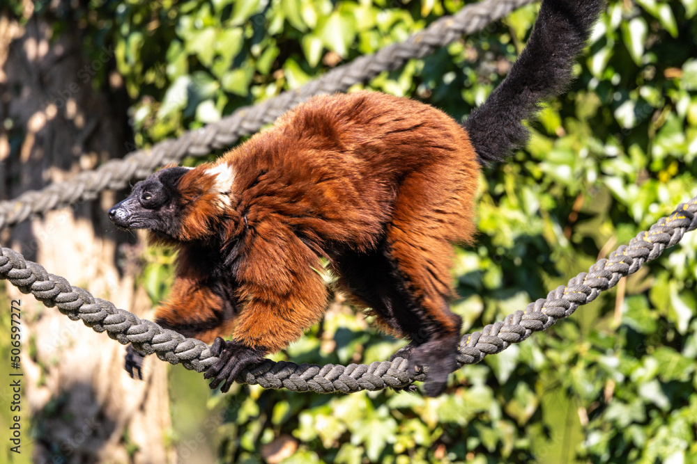 Obraz premium Beautiful red ruffed lemur, Varecia rubra in a german park