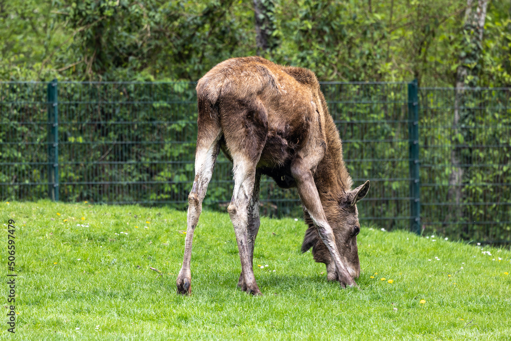 Fototapeta premium European Moose, Alces alces, also known as the elk