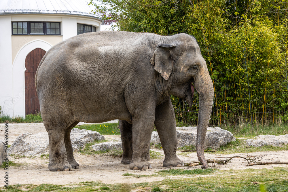 Naklejka premium The Asian elephant, Elephas maximus also called Asiatic elephant