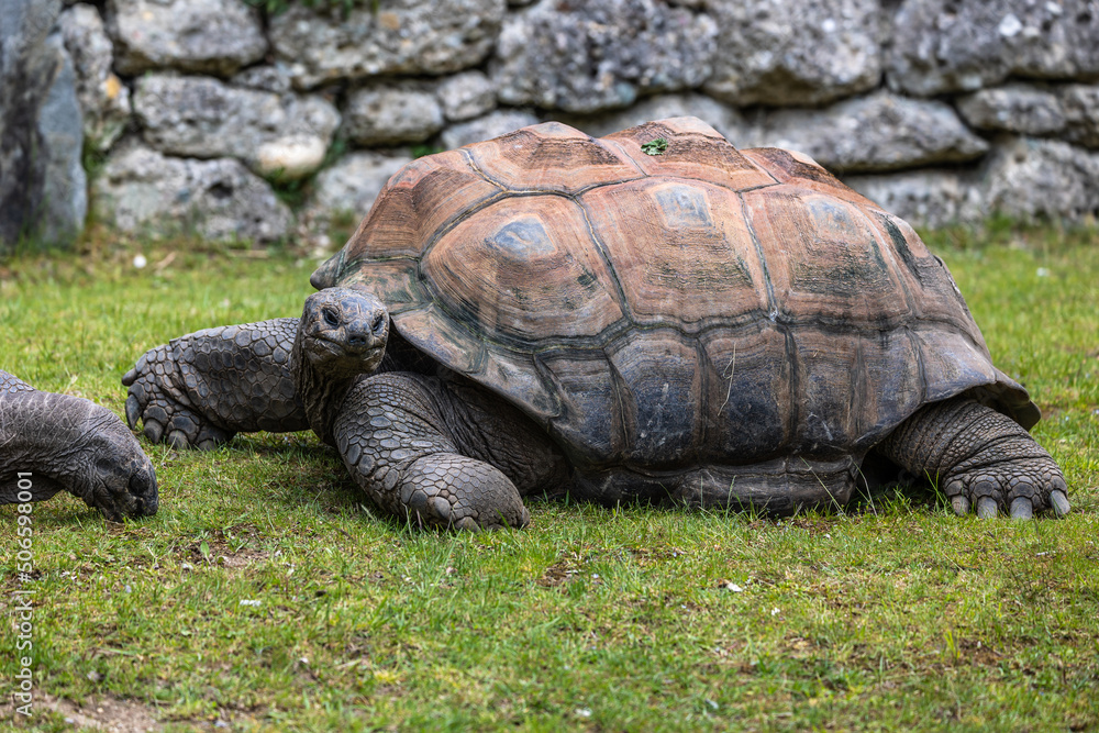 Aldabra giant tortoise, Curieuse Marine National Park, Curieuse, Seychelles Aldabra giant tortoise, Curieuse Marine National Park, Curieuse, Seychelles