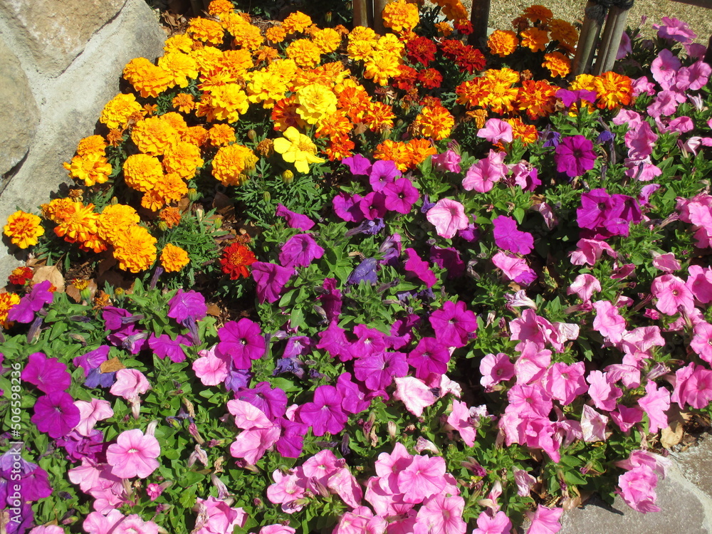 Obraz premium 色とりどりのたくさんの花々が美しく咲き誇った春の花壇