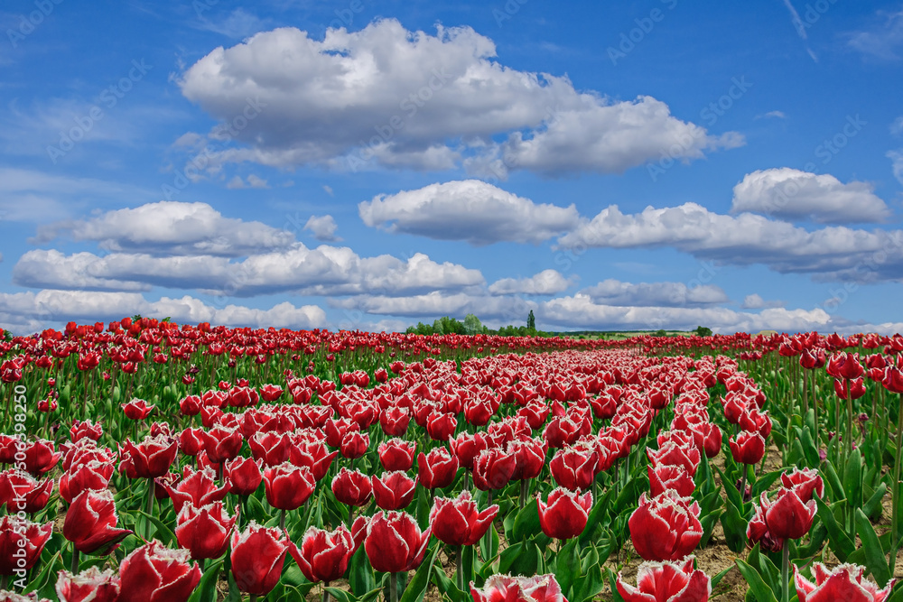 Field of red tulips against the sky in the clouds Field of red tulips against the sky in the clouds