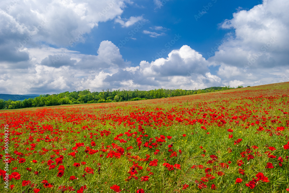 Poppy field in the summer with blue cloudy sky in Hungary