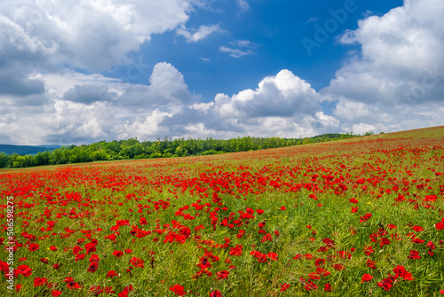 Poppy field in the summer with blue cloudy sky in Hungary