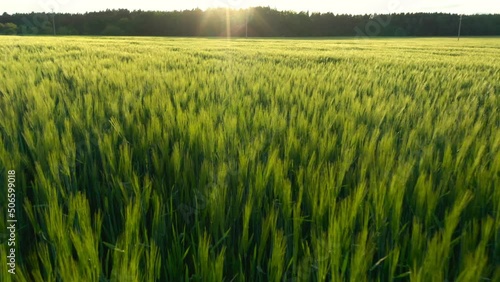 Wheat field in the sunset. Drone flight over ripening grain. Organic farming in Central Europe. Production of food and biomass for sustainable management.