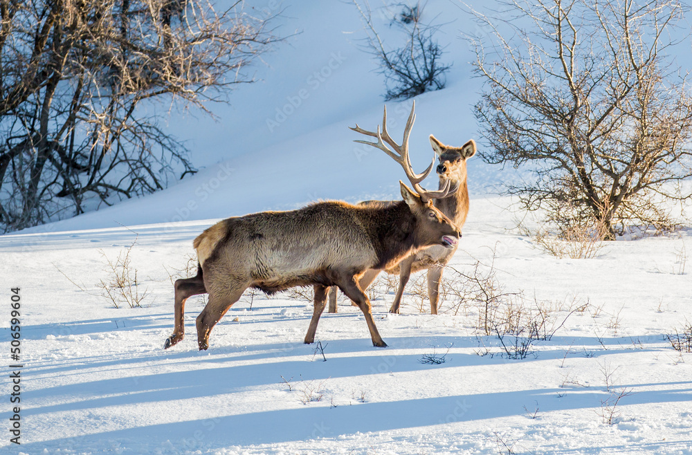 Fototapeta premium Deer in the snow against the sky and mountains. A herd of wild deer.