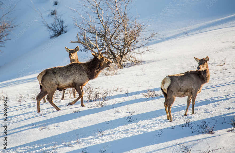 Deer in the snow against the sky and mountains. A herd of wild deer. Deer in the snow against the sky and mountains. A herd of wild deer.