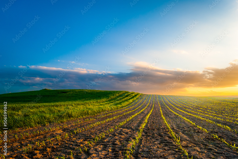Young corn plants grow in the field. Vegetable rows, agriculture, farmlands. Landscape with agricultural land
