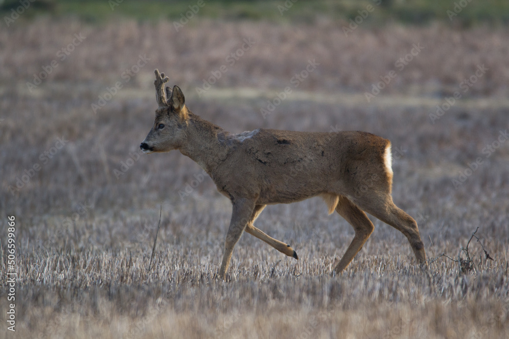 Fototapeta premium Chevreuil