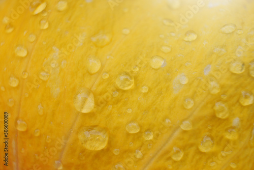 Close up the Droplets on yellow flower in nature background.