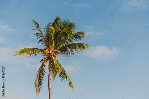 Coconut palm tree on the blue sky