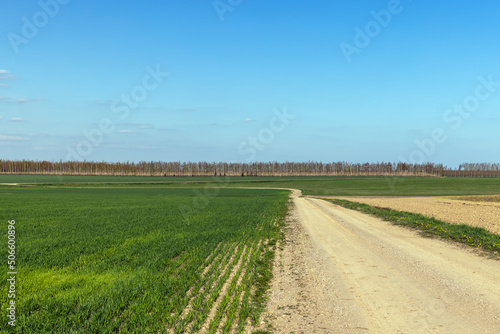 grass and other plants grow in a field with a dirt road