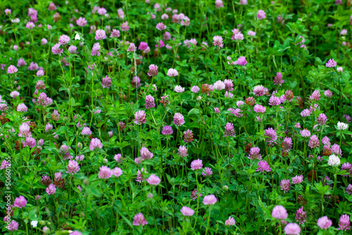 a clover blooming with red flowers in a field
