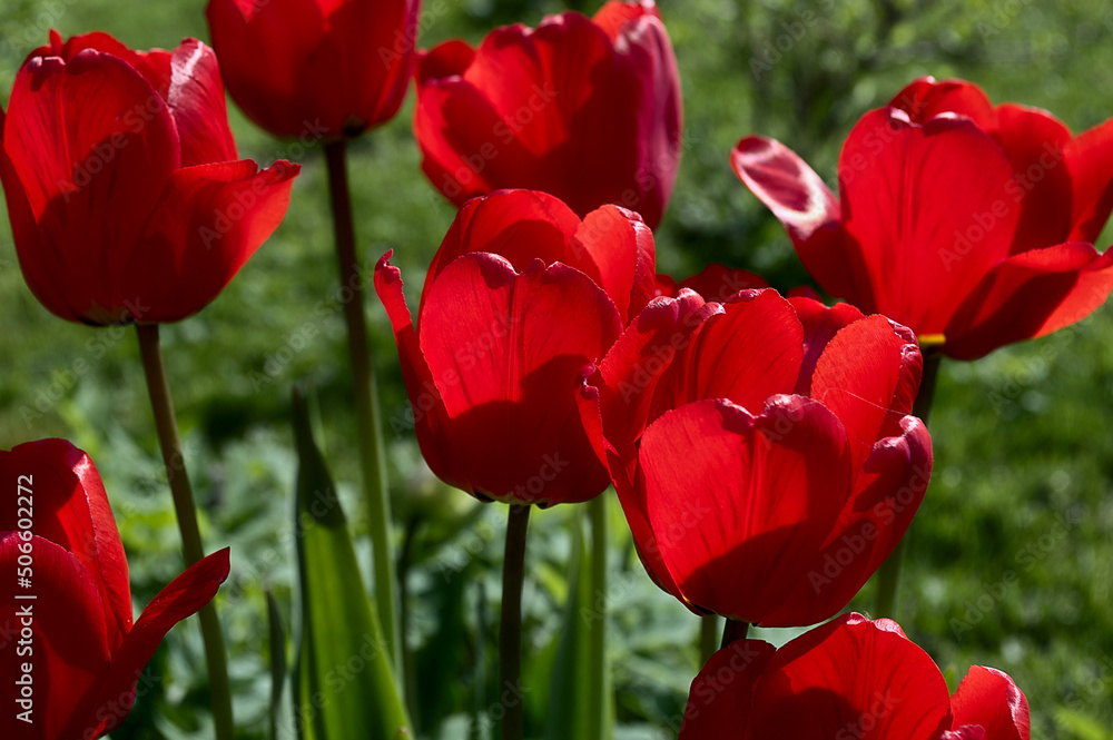 Obraz premium Spring red tulip flowers
