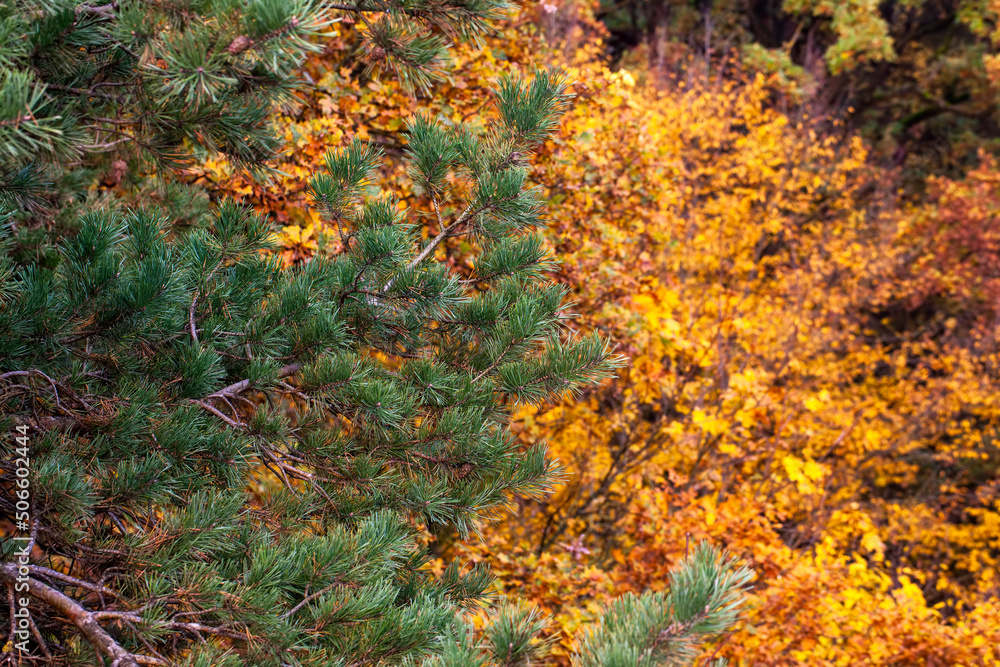 beautiful autumn nature with falling foliage in mid-autumn beautiful autumn nature with falling foliage in mid-autumn