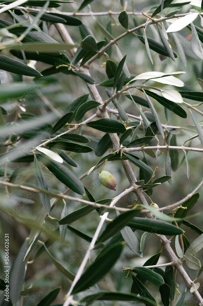 green olives on tree green olives on tree