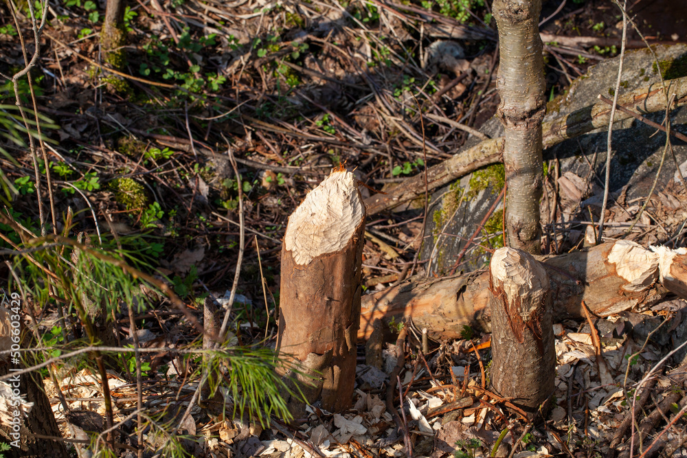 trees destroyed and damaged by beavers during the construction of the dam trees destroyed and damaged by beavers during the construction of the dam