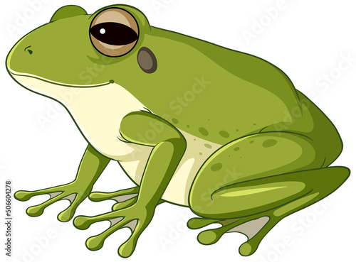Fotografia A green frog on white background