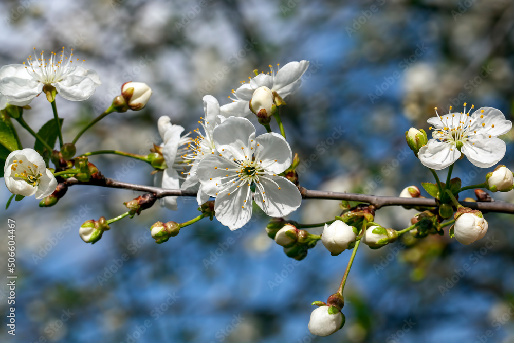 cherry blossoms during blooming with white flowers in the garden cherry blossoms during blooming with white flowers in the garden