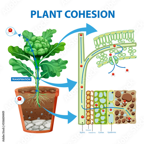 Digram showing the movement of water in plants