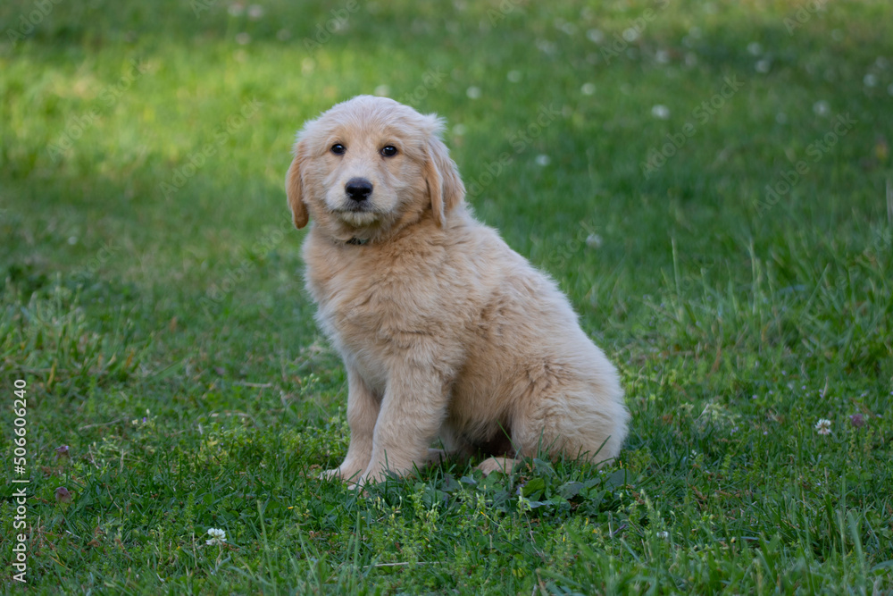 Goldendoodle Puppy on Green Country Grass