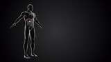 Human body with Pancreas anatomy	