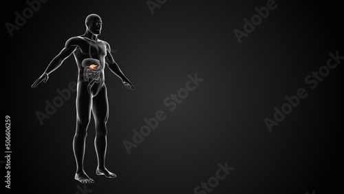 Human body with Pancreas anatomy	