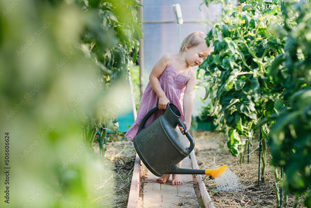 cute toddler girl with a big watering can waters tomato bushes in  greenhouse in summer, helping children in the garden and taking care of  plants. Montessori with child in countryside Stock Photo