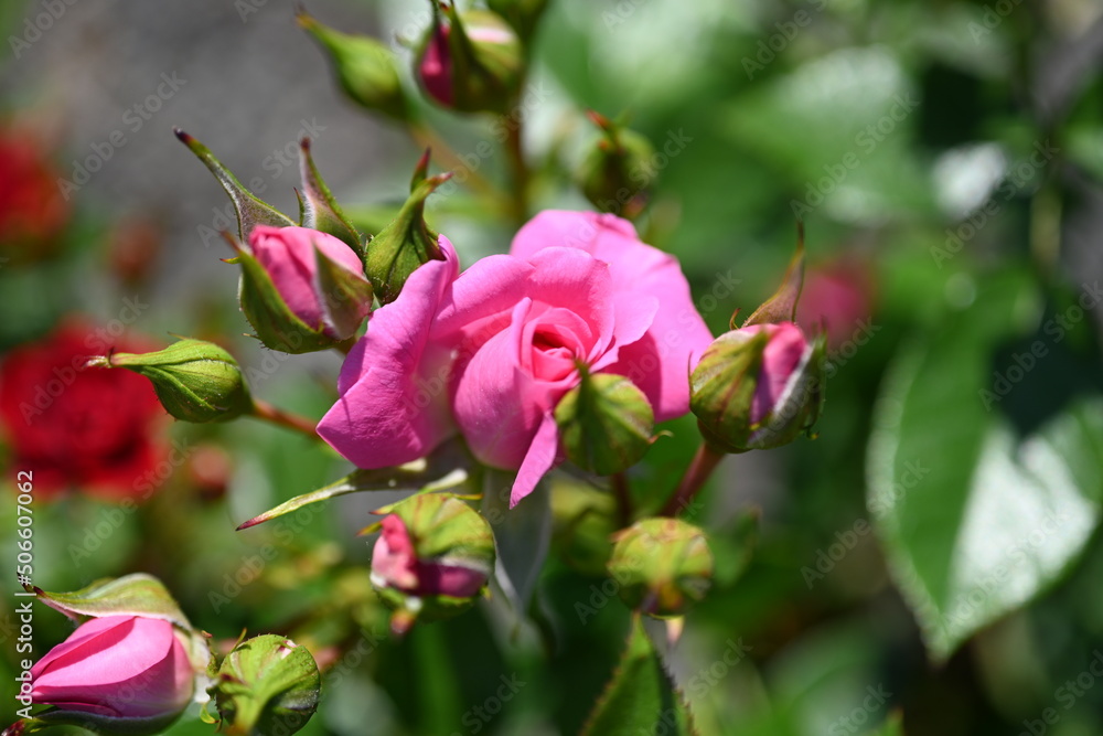 Single  Rose Shot Close. Various Fashion Rose.