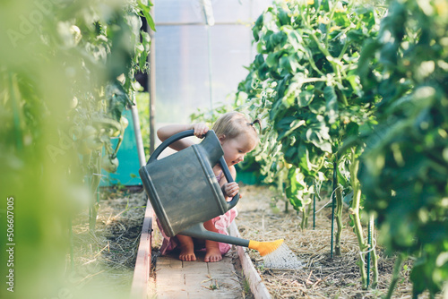 cute toddler girl with a big watering can waters tomato bushes in greenhouse in summer, helping children in the garden and taking care of plants. Montessori with child in countryside