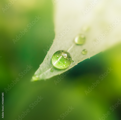 A drop of dew on a leaf in a macro.