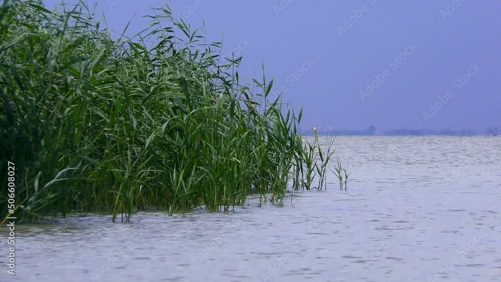 Danube Delta: Common reed (Phragmites australis) thickets on the Black Sea coast. Danube Delta: Common reed (Phragmites australis) thickets on the Black Sea coast.