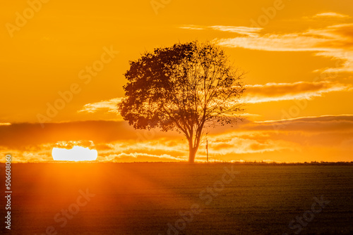 Lonely tree by the road at sunrise in autumn. Photographed in October in the area of ​​southern Bohemia near the village of Staré sedlo near the Temelín nuclear power plant © Petr