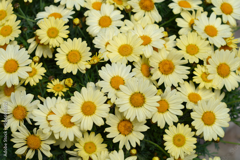 Yellow Marguerite daisy