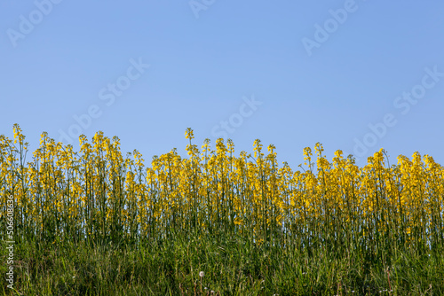 agricultural fields with cultivated rapeseed for seed production