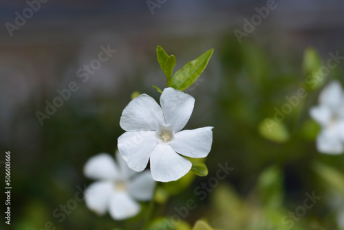 Small White Periwinkle