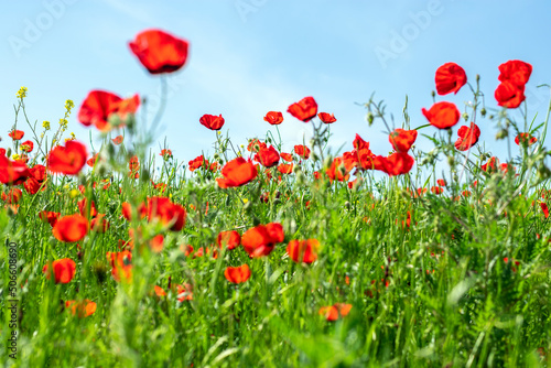 field of red poppy flowers and yellow rapeseed on sunny day Sping came concept Hello March  April  May