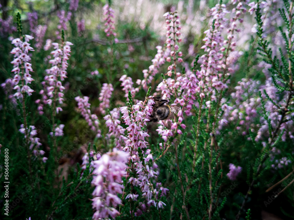 Bumblebee and field of flowers Bumblebee and field of flowers