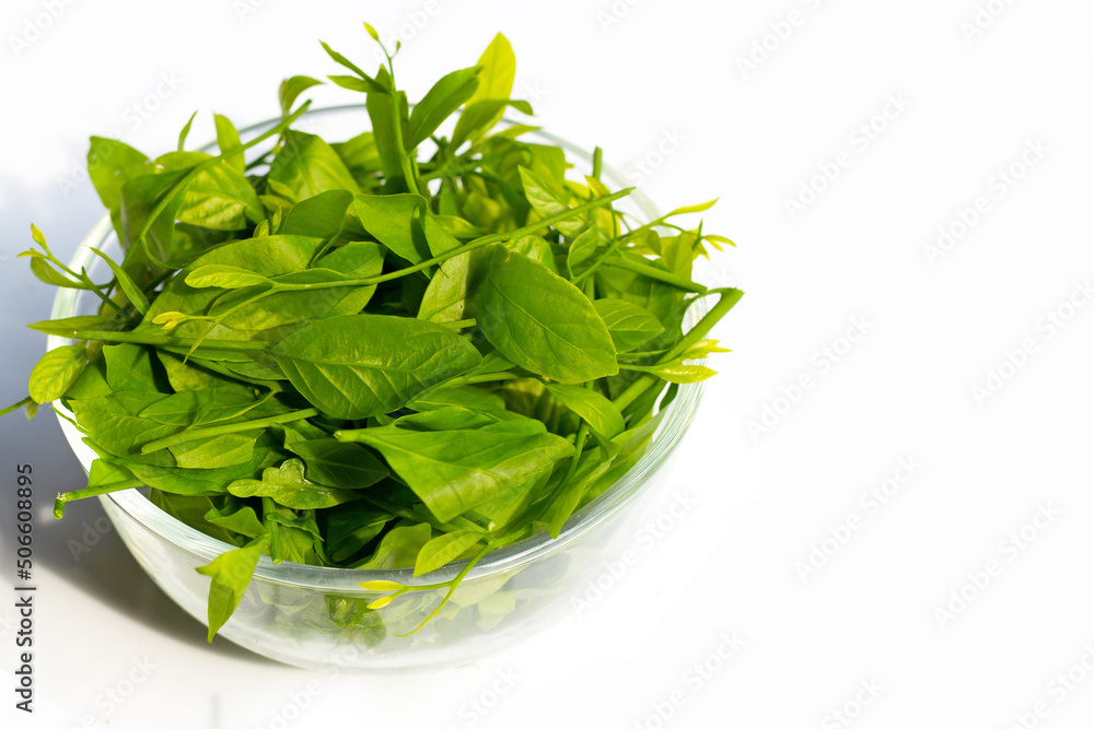 Melientha suavis pierre leaves on white background. Melientha suavis pierre leaves on white background.