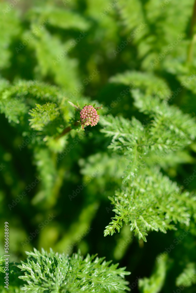 Fern-leaf dropwort Fern-leaf dropwort