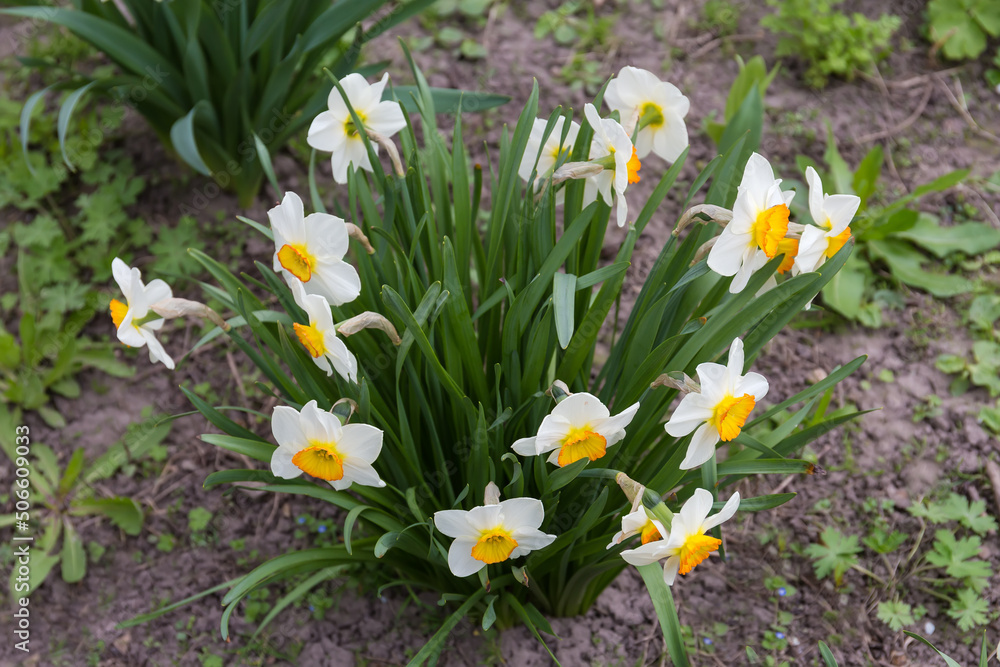 Bush of flowering narcissus with white flowers with yellow corona Bush of flowering narcissus with white flowers with yellow corona