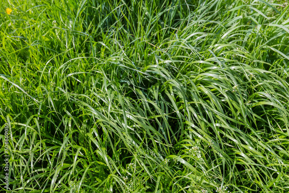 Glade covered with high grass and other plants in springtime Glade covered with high grass and other plants in springtime