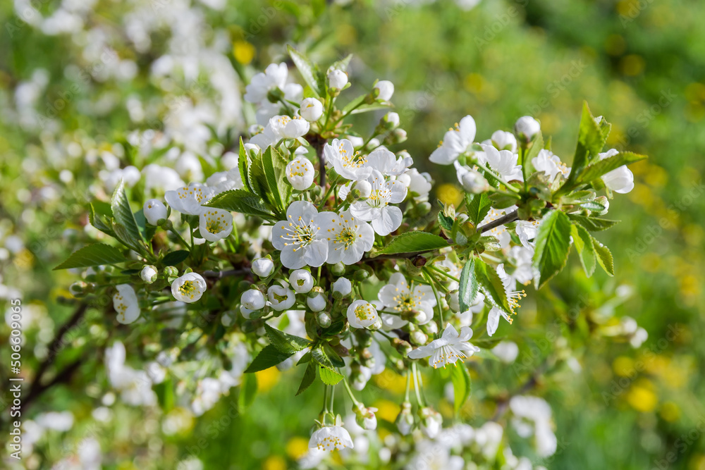 Branch of flowering cherry tree on a blurred background