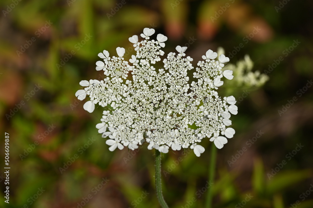 Wild carrot.Daucus carota, whose common names include wild carrot, bird's nest, bishop's lace, and Queen Anne's lace, is a flowering plant in the family Apiaceae, native to temperate regions of EU
Wild carrot.Daucus carota, whose common names include wild carrot, bird's nest, bishop's lace, and Queen Anne's lace, is a flowering plant in the family Apiaceae, native to temperate regions of EU
